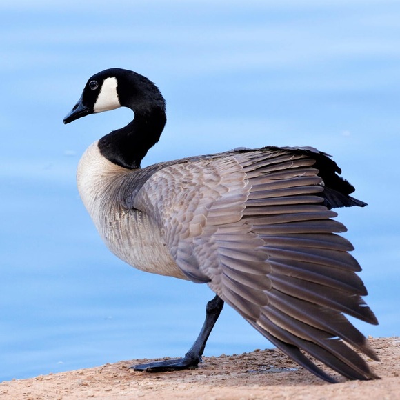 goodegoose
